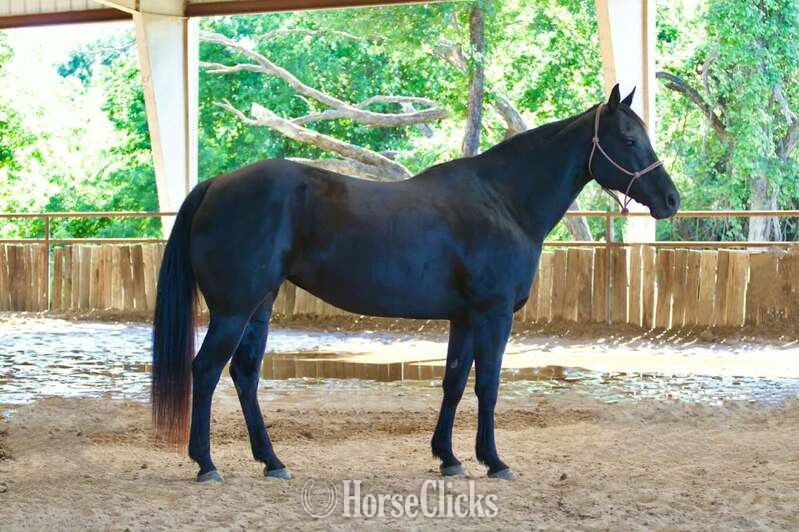 "Dotty" Black Mare Quarter Horse in Texas