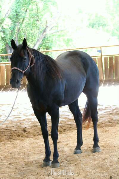 "Dotty" Black Mare Quarter Horse