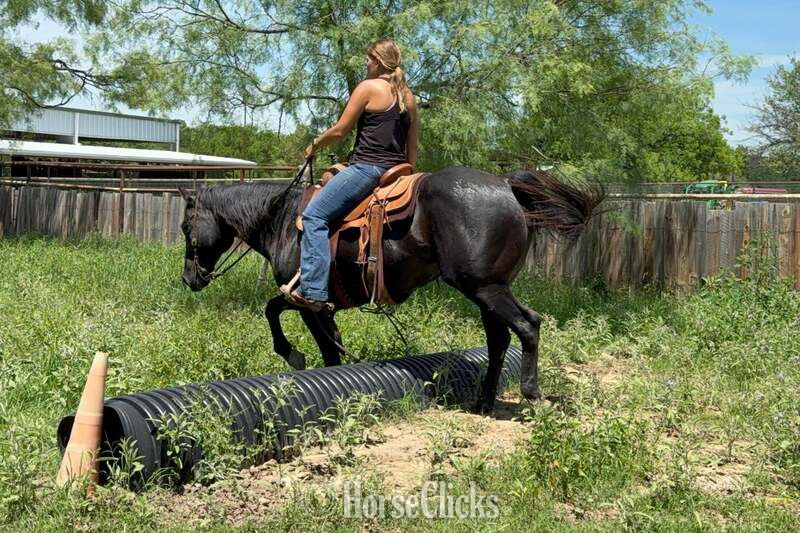 "Dotty" Black Mare Quarter Horse - Quarter Horse in Texas