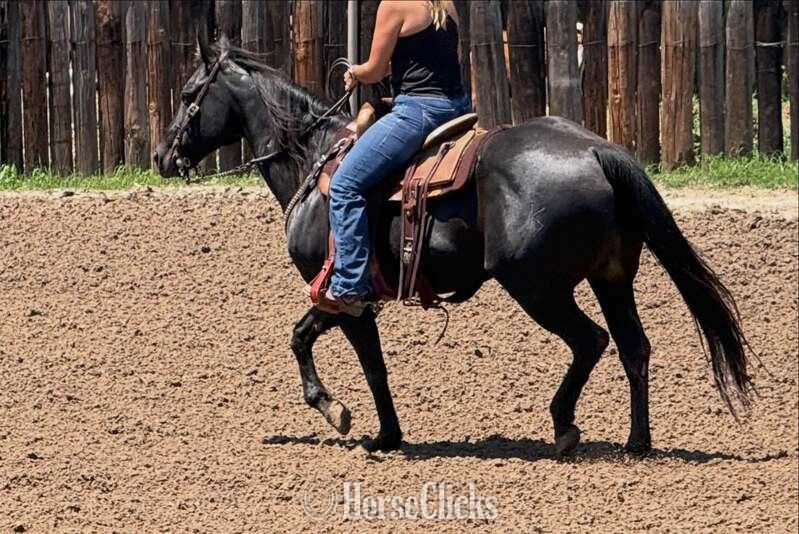 "Dotty" Black Mare Quarter Horse - Quarter Horse