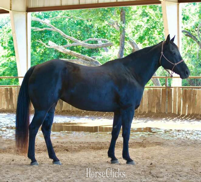 "Dotty" Black Mare Quarter Horse Texas