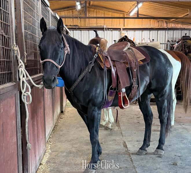 Quarter Horse - "Dotty" Black Mare Quarter Horse in Texas