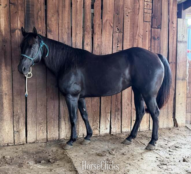 Quarter Horse - "Dotty" Black Mare Quarter Horse