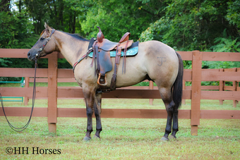 "PURE INTENTIONS" Grullo Gelding Quarter Horse