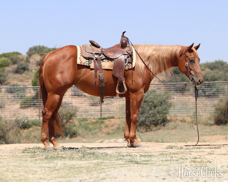 "Babie Got Back" Sorrel Mare Quarter Horse in California