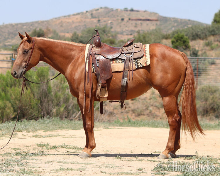"Babie Got Back" Sorrel Mare Quarter Horse