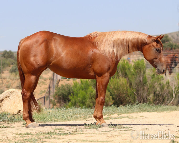 "Babie Got Back" Sorrel Mare Quarter Horse - Quarter Horse in California