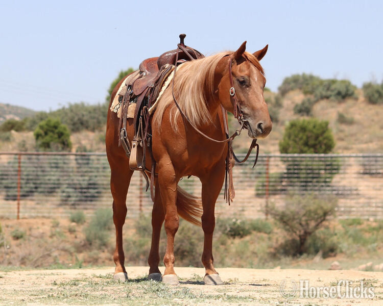 "Babie Got Back" Sorrel Mare Quarter Horse - Quarter Horse