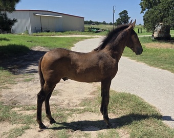 "2025 Bay Colt Movido RDL" Bay Colt Andalusian