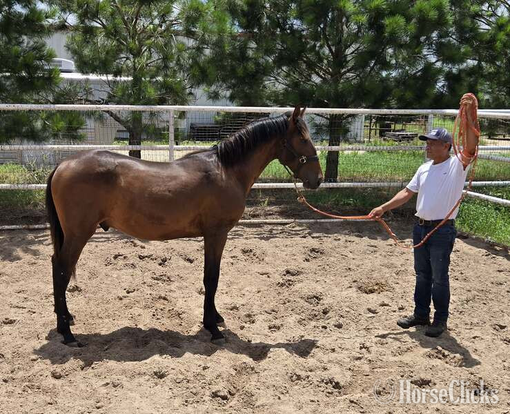 "2025 Bay Colt Movido RDL" Bay Colt Andalusian in Texas