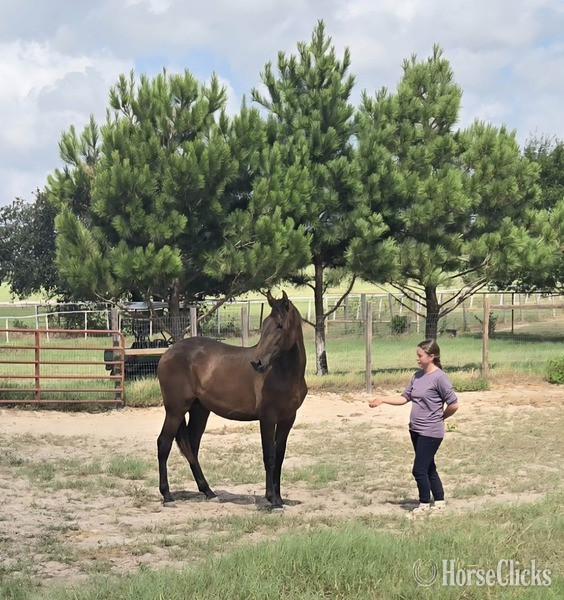 "2025 Bay Colt Movido RDL" Bay Colt Andalusian Texas
