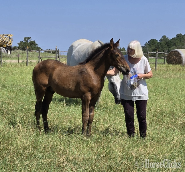 "2025 Bay Colt Movido RDL" Bay Colt Andalusian