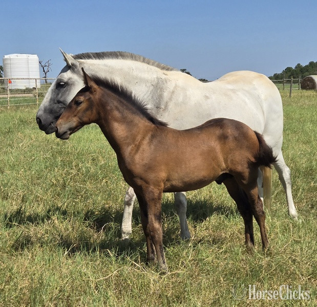 Texas "2025 Bay Colt Movido RDL" Bay Colt Andalusian