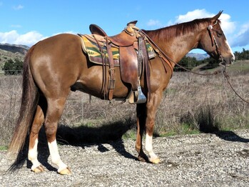 "CA RUSHINE DASH" Chestnut Gelding Quarter Horse
