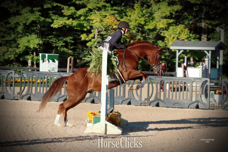"CA RUSHINE DASH" Chestnut Gelding Quarter Horse