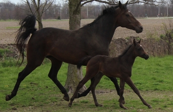 "SECRETARIAT WARRIOR" Bay Mare Quarter Horse