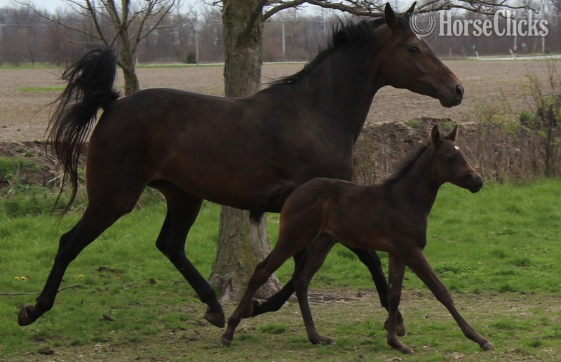 "SECRETARIAT WARRIOR" Bay Mare Quarter Horse in Indiana
