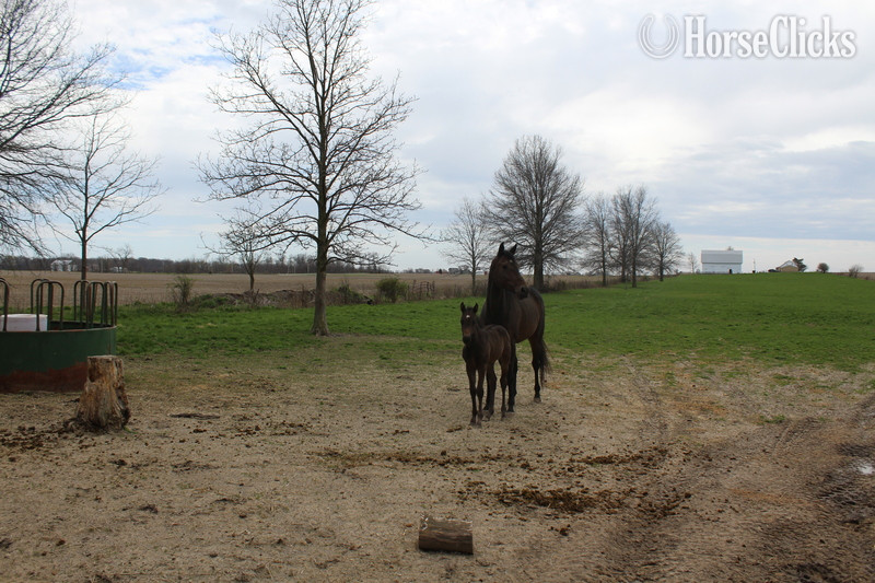 "SECRETARIAT WARRIOR" Bay Mare Quarter Horse