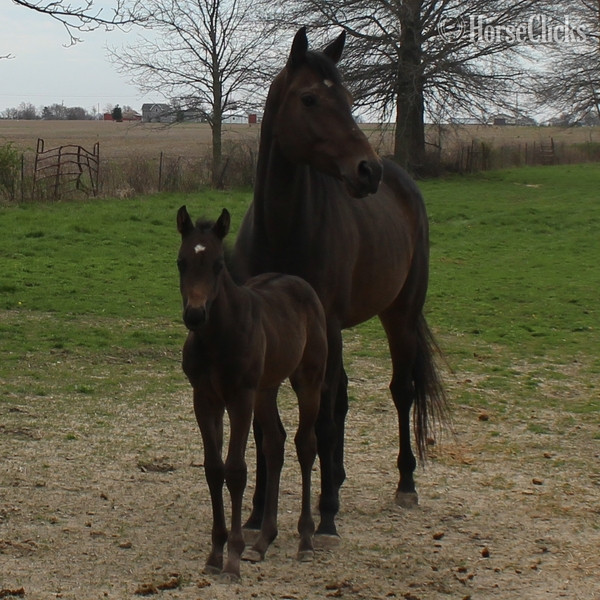 Indiana "SECRETARIAT WARRIOR" Bay Mare Quarter Horse