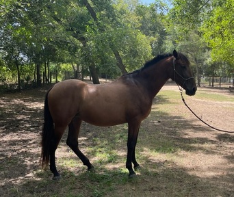 "Donana de Maria" Bay Filly Andalusian
