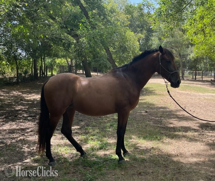 "Donana de Maria" Bay Filly Andalusian in Texas