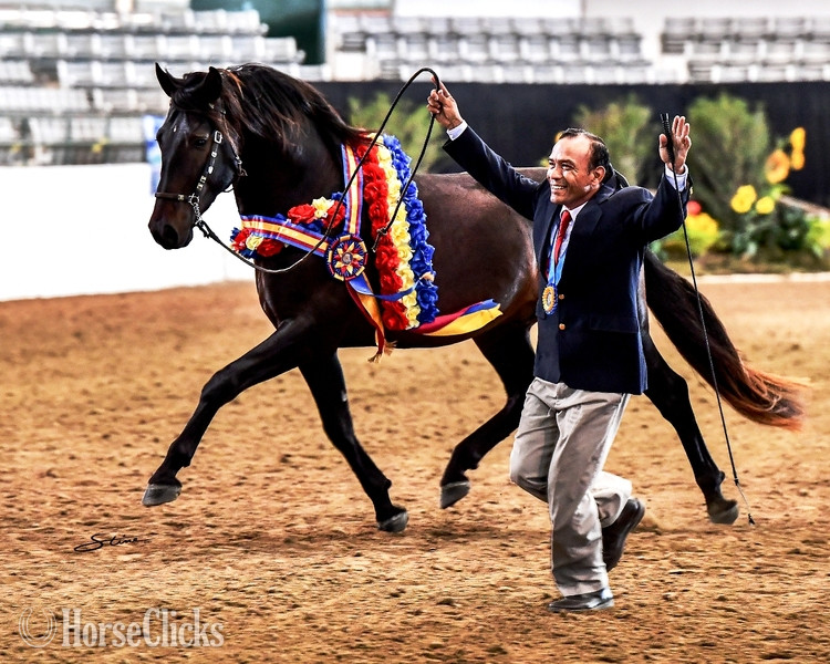 "Donana de Maria" Bay Filly Andalusian