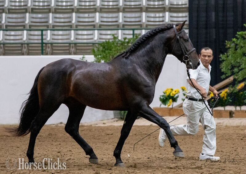 Texas "Donana de Maria" Bay Filly Andalusian