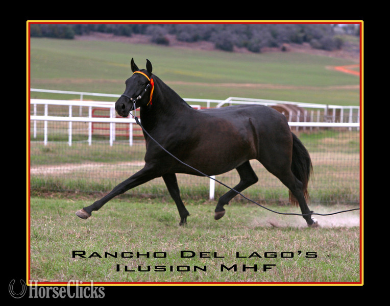 "Donana de Maria" Bay Filly Andalusian - Andalusian in Texas