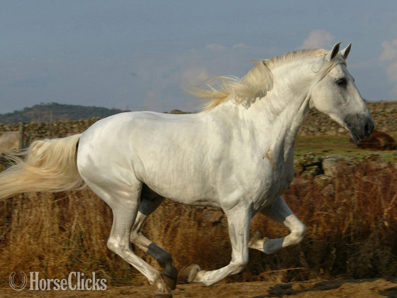 "Donana de Maria" Bay Filly Andalusian - Andalusian