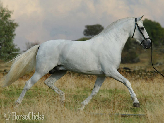 "Donana de Maria" Bay Filly Andalusian Texas