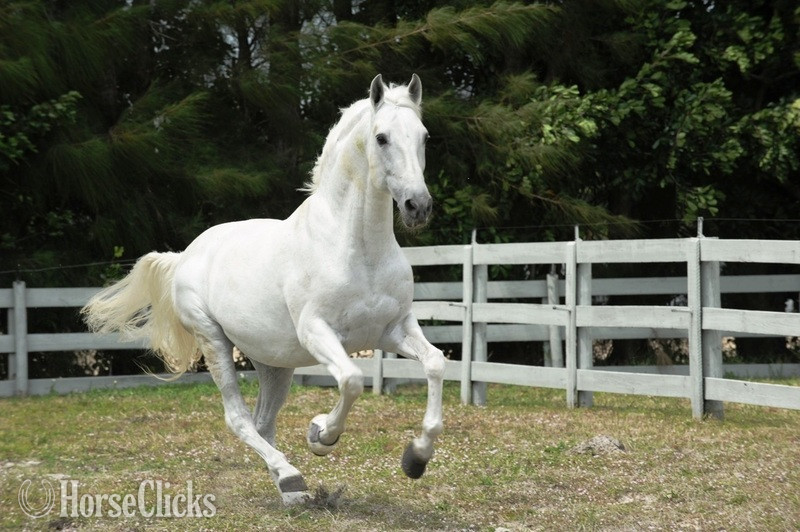 Andalusian - "Donana de Maria" Bay Filly Andalusian in Texas