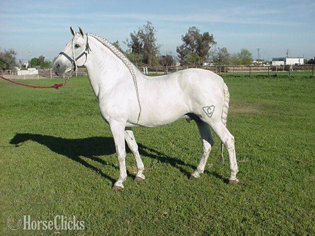 Andalusian - "Donana de Maria" Bay Filly Andalusian