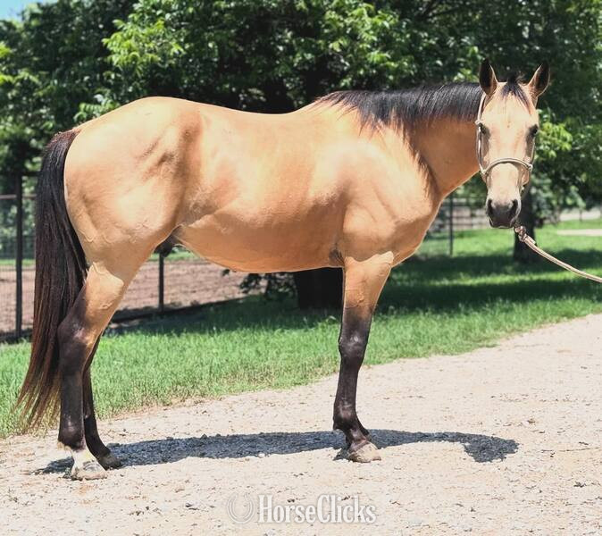"Spike" Buckskin Gelding Quarter Horse in Texas
