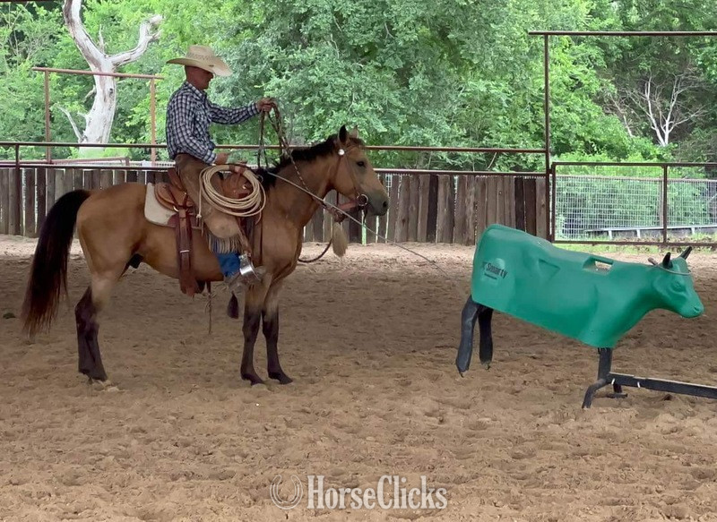 "Spike" Buckskin Gelding Quarter Horse