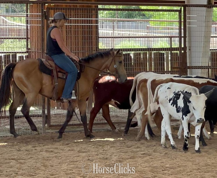 Texas "Spike" Buckskin Gelding Quarter Horse