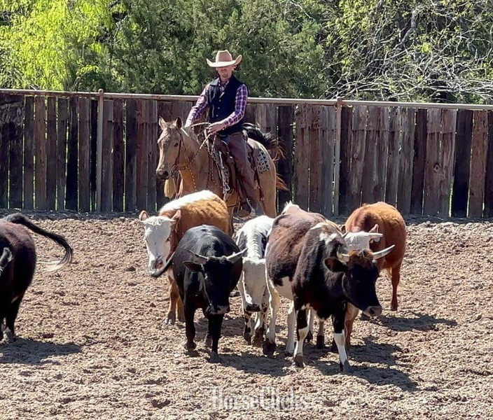 "Spike" Buckskin Gelding Quarter Horse - Quarter Horse in Texas
