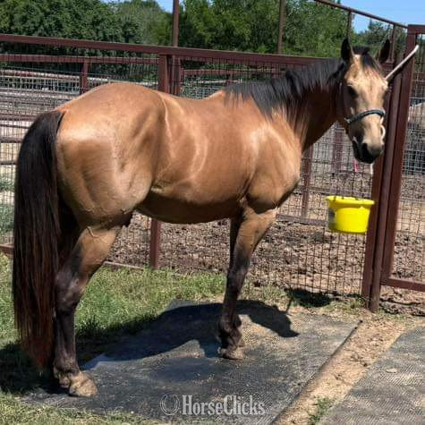 "Spike" Buckskin Gelding Quarter Horse - Quarter Horse