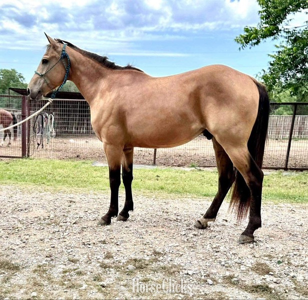 "Spike" Buckskin Gelding Quarter Horse Texas