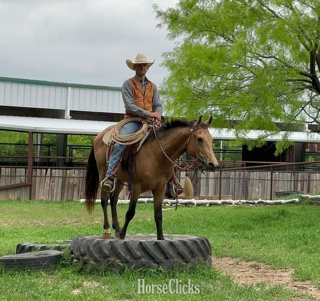 Quarter Horse - "Spike" Buckskin Gelding Quarter Horse in Texas