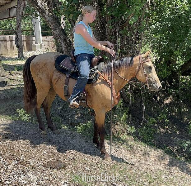 Quarter Horse - "Spike" Buckskin Gelding Quarter Horse
