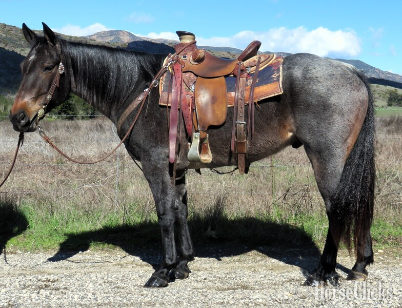 "MONTALITAS BLUE JACK" Blue Roan Gelding Quarter Horse in California