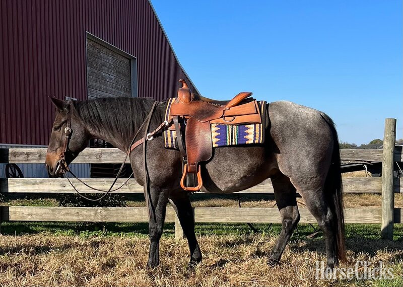 "MONTALITAS BLUE JACK" Blue Roan Gelding Quarter Horse