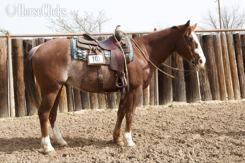 "Chief" Sorrel Gelding Quarter Horse in Texas