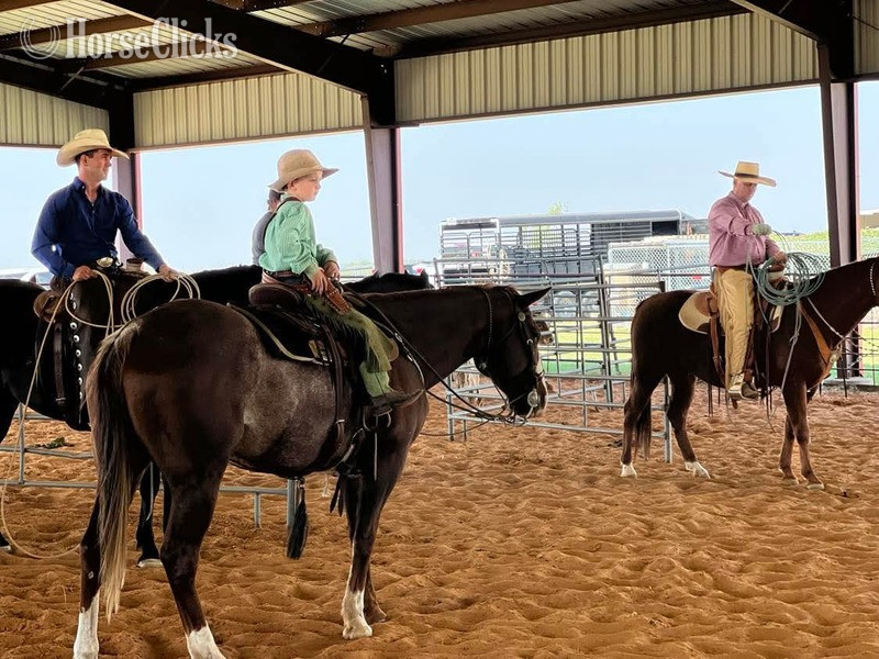 "Chief" Sorrel Gelding Quarter Horse