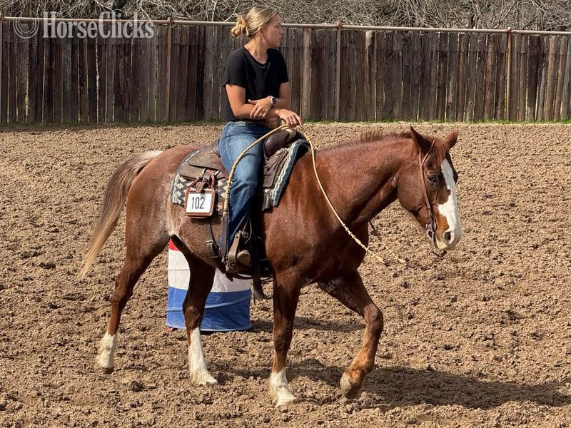 "Chief" Sorrel Gelding Quarter Horse - Quarter Horse in Texas