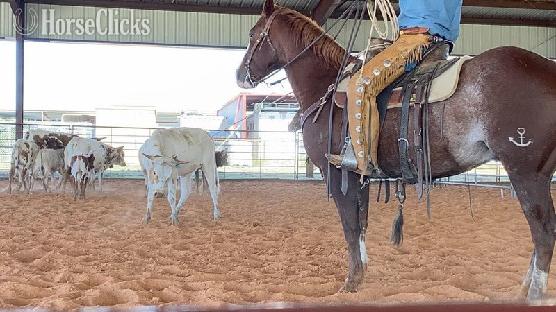"Chief" Sorrel Gelding Quarter Horse - Quarter Horse