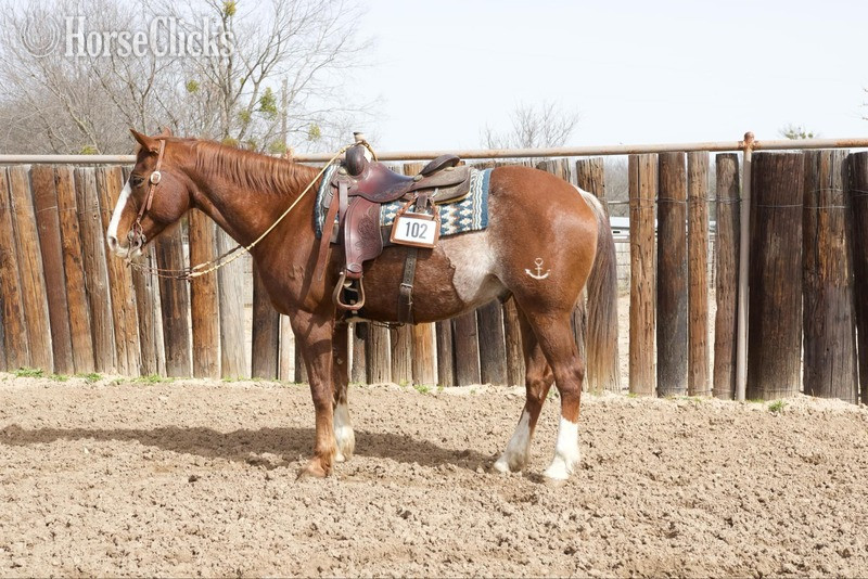 "Chief" Sorrel Gelding Quarter Horse Texas