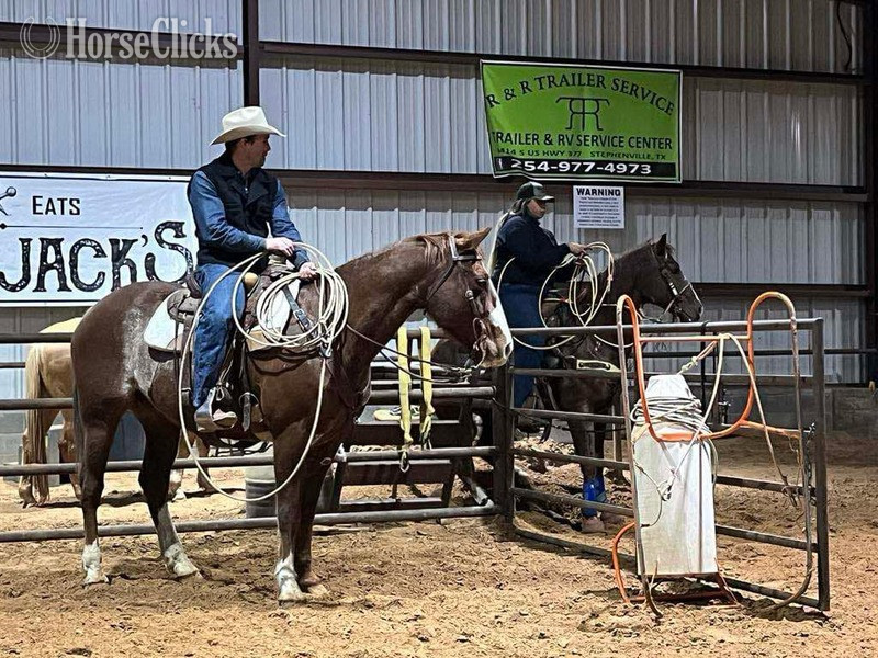Quarter Horse - "Chief" Sorrel Gelding Quarter Horse in Texas