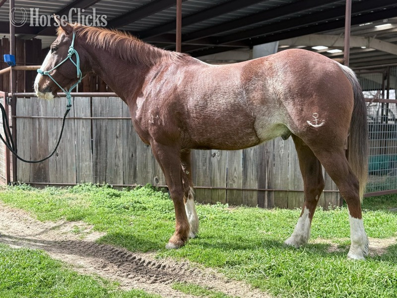 Quarter Horse - "Chief" Sorrel Gelding Quarter Horse