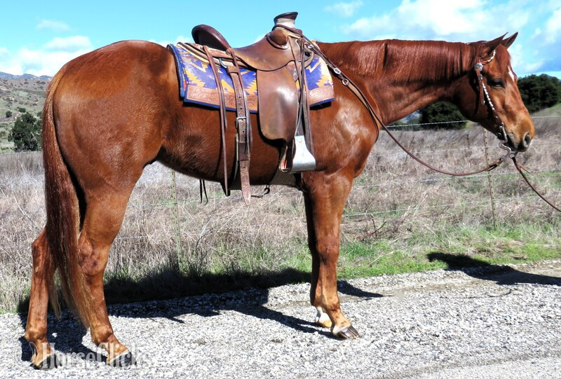 "A FAITHFUL MACHINE" Sorrel Gelding Quarter Horse in California